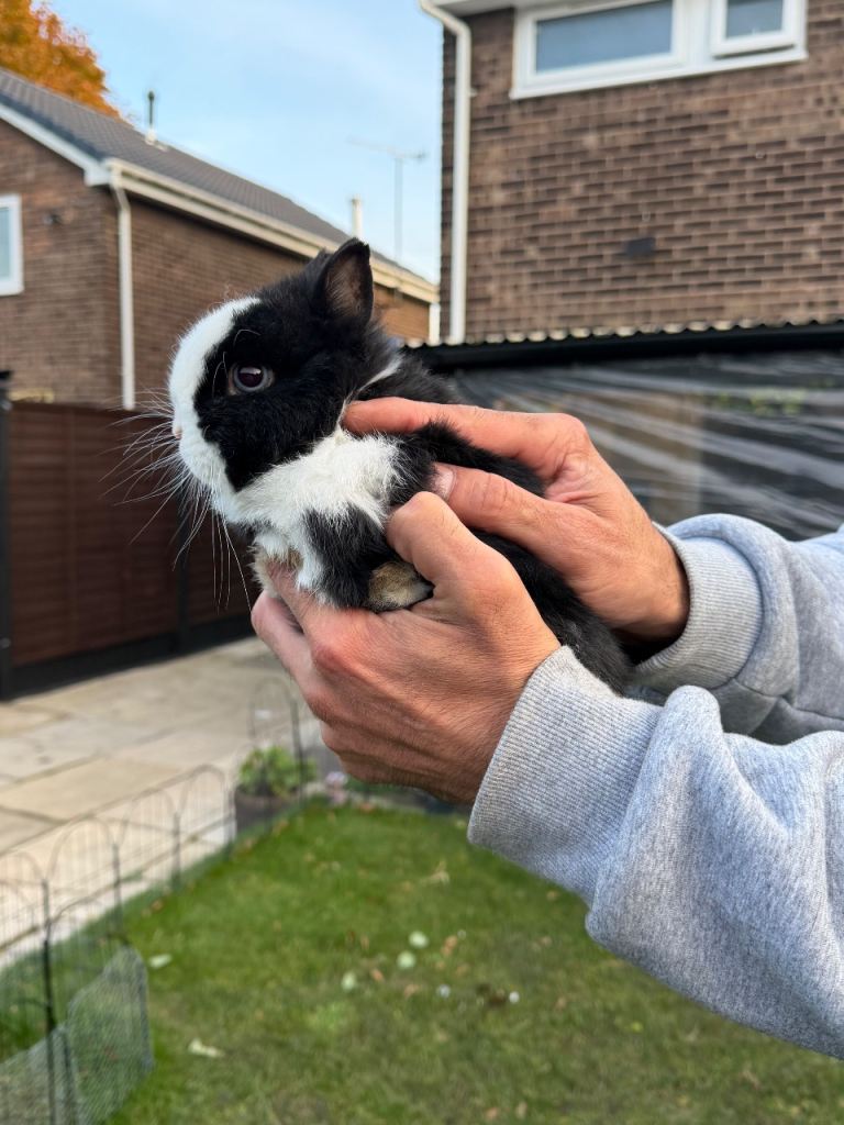 Netherland dwarf rabbit / hutch /accessories 