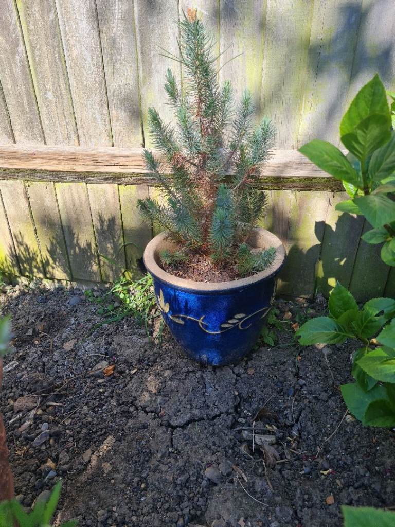 Planter with small pine tree