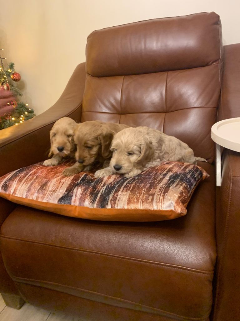 Cockapoo Puppies