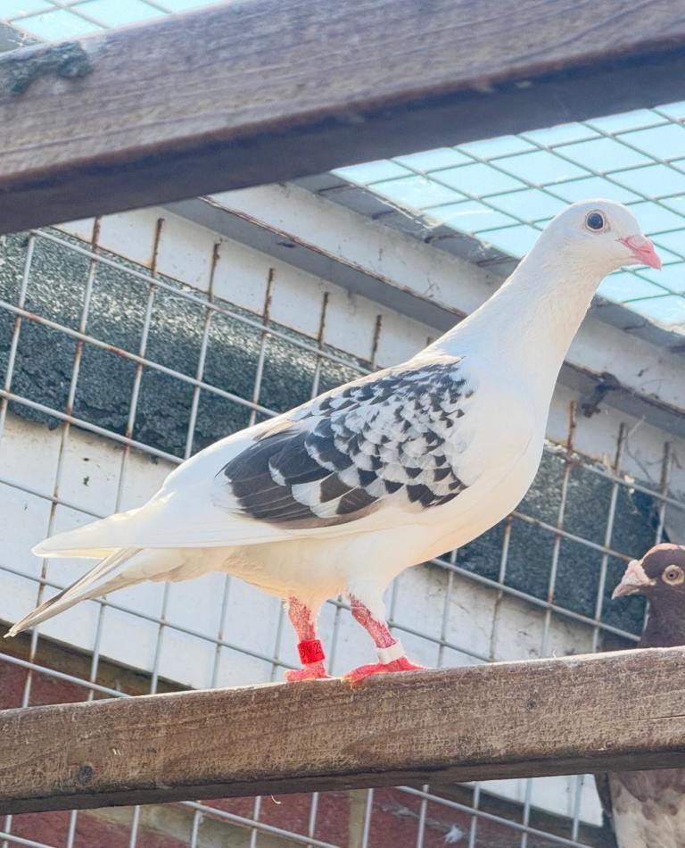 Racing pigeons 
