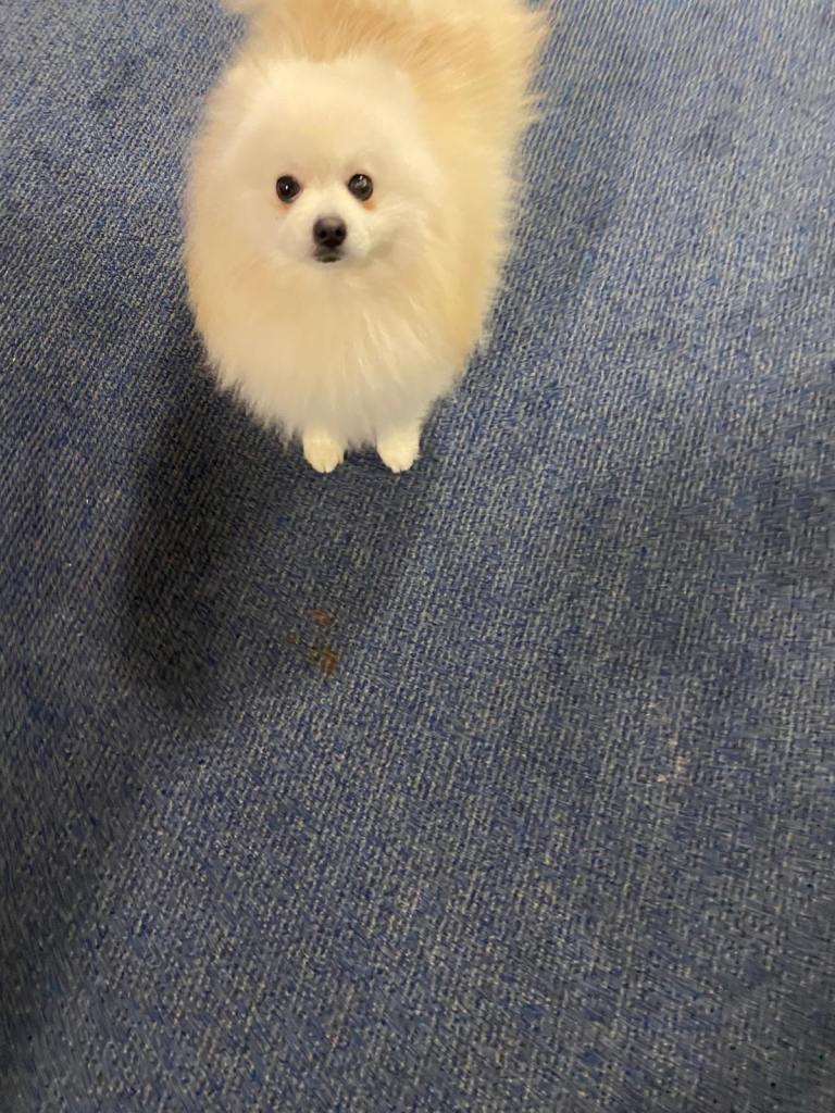 Gorgeous Pomeranian puppies for sale 