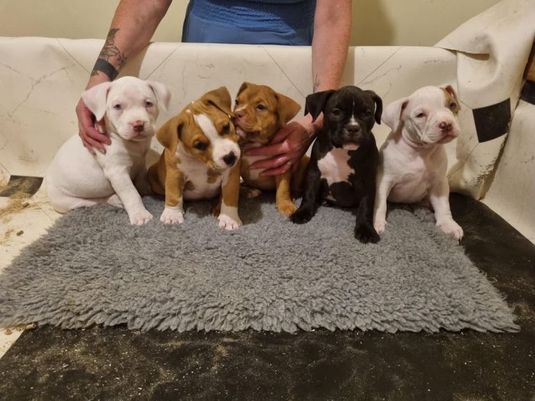OPEN TO OFFERS! Ready now!! ABKC Pocket bully’s 