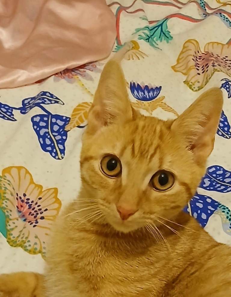 Beautiful ginger boy 