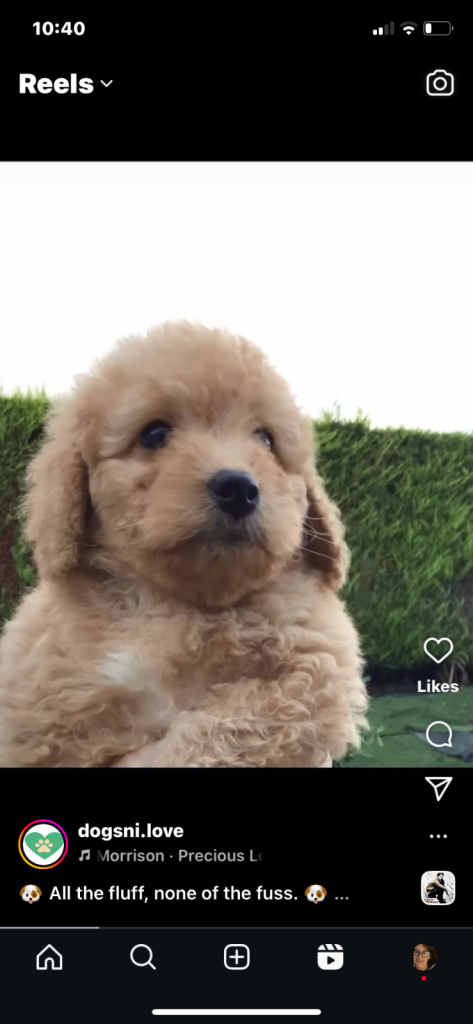 Rare Toy Bernedoodle’s for rehoming 