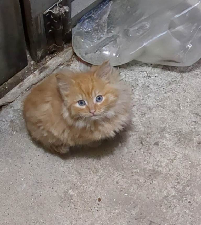 Four Kitten 2 White 2 Ginger