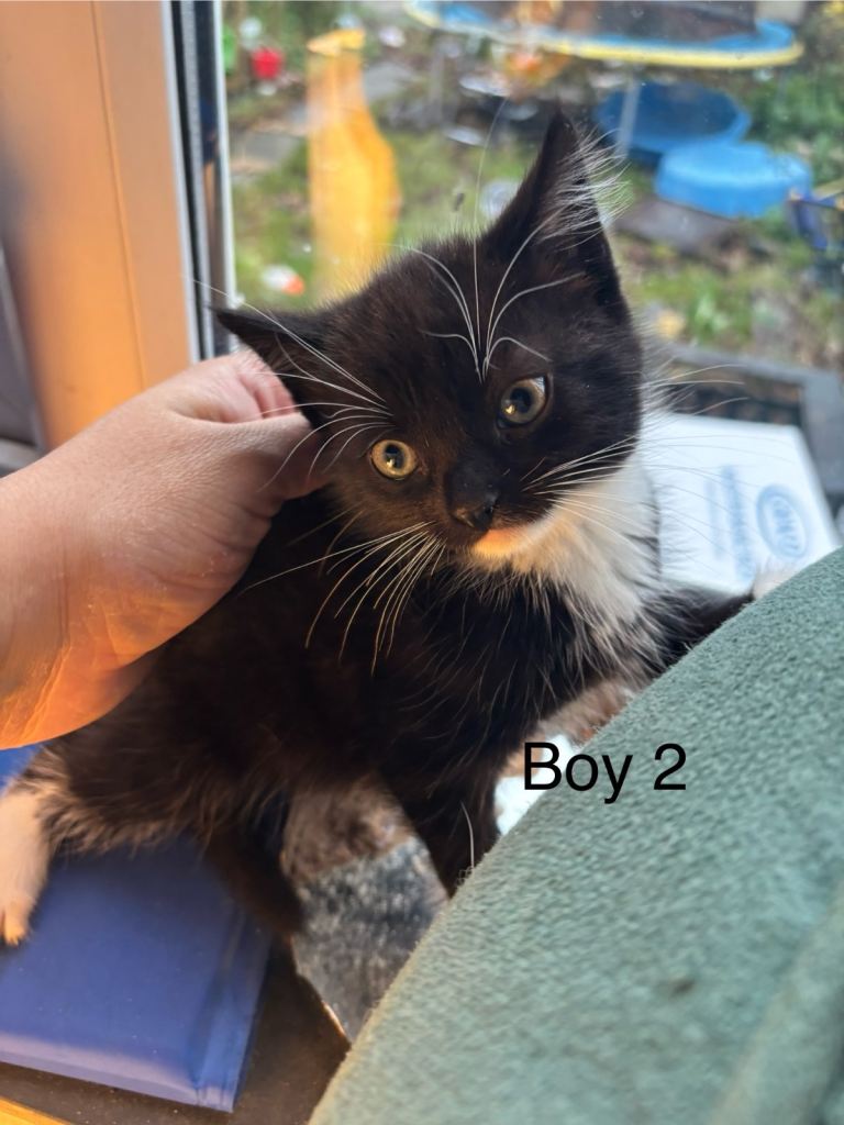 4 beautiful Tuxedo kittens ready for their  new homes