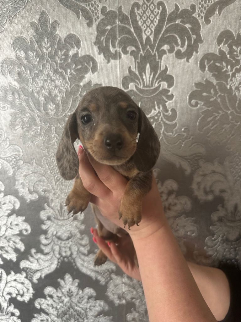 Miniature smooth coat dachshunds 