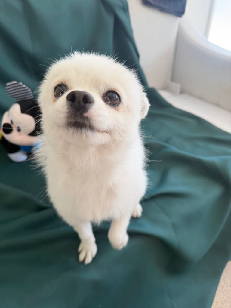 Beautiful Pomeranian girl 