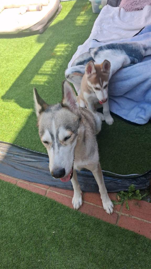 Siberian husky for sale