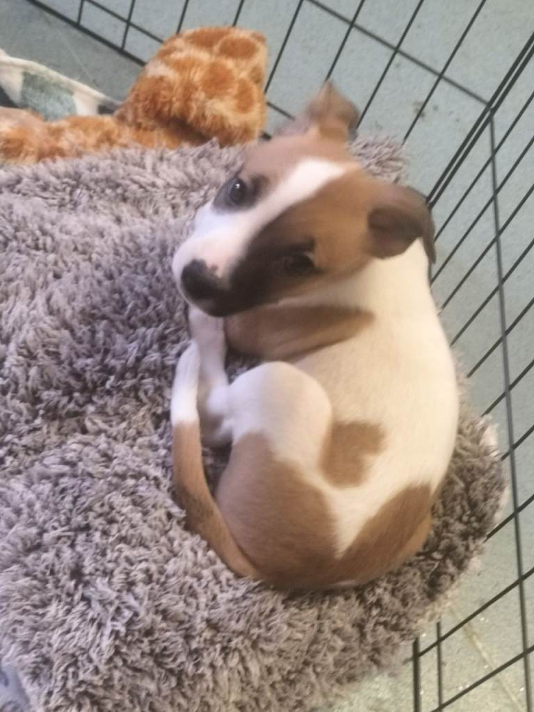 1 PUPPY LEFT READY TO LEAVE 