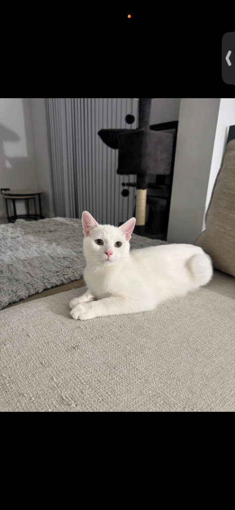 Cats for sale