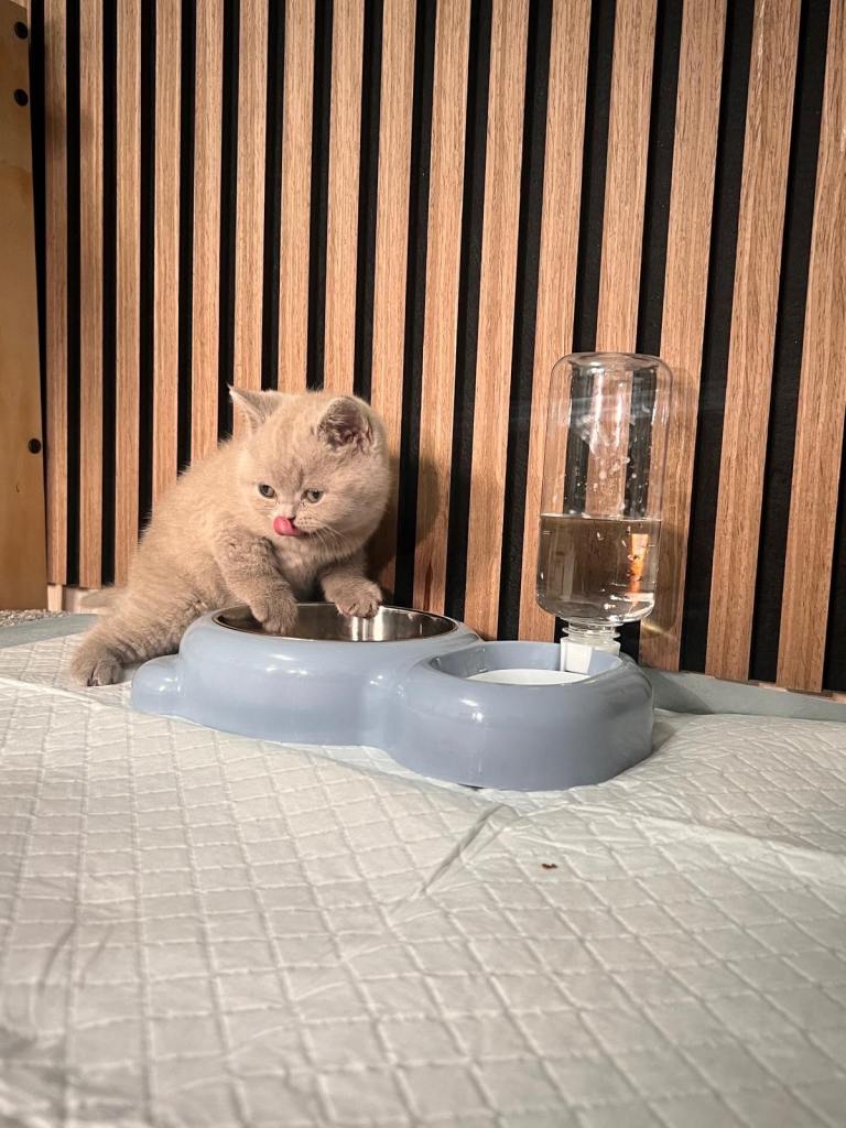 British shorthair kitten 8 weeks old 