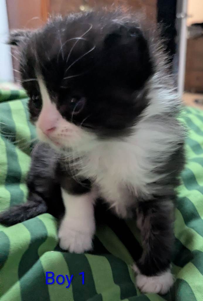 Siberian x British Longhair Kittens