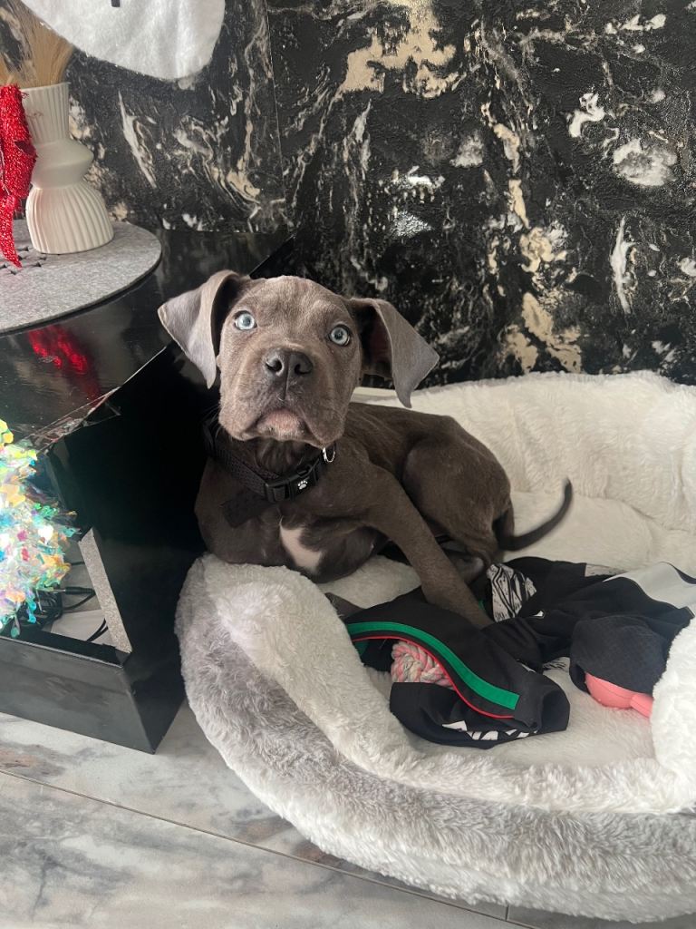 Cane corso 