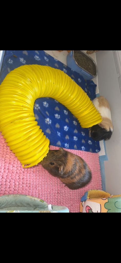 Two female Guinea pigs