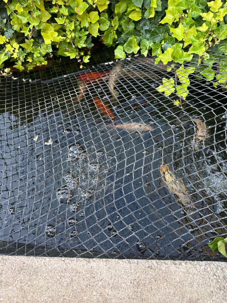 POND FISH APPROXIMATELY 15-20
