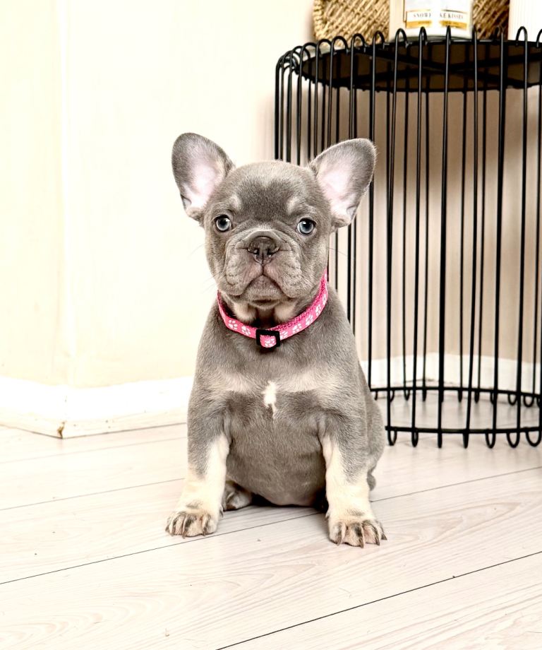 French bulldog puppies 
