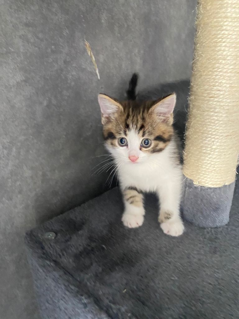 2 beautiful kittens ready to leave❤️