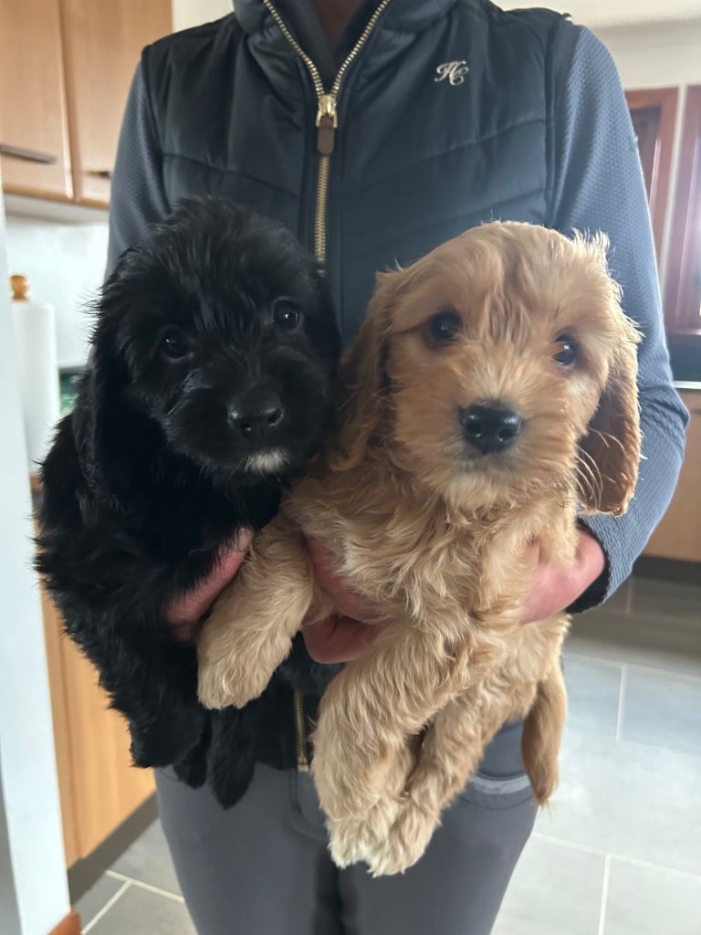 Cockapoo puppies 
