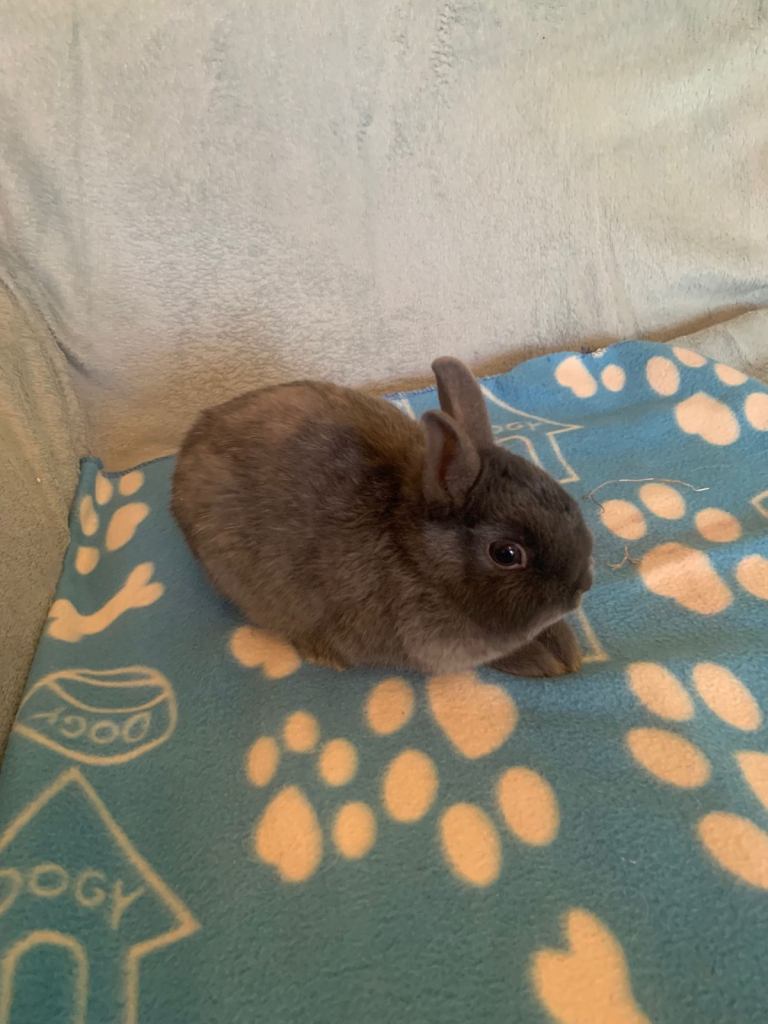 Baby Netherland Dwarf Rabbits  