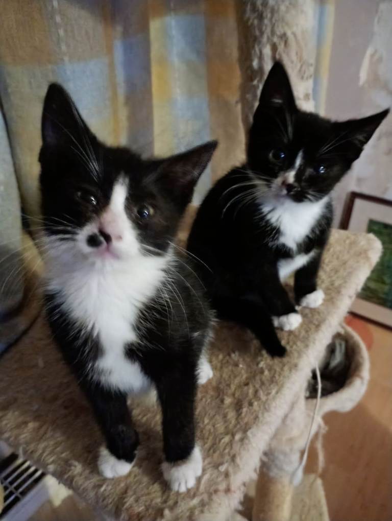 Lovely Female black and white