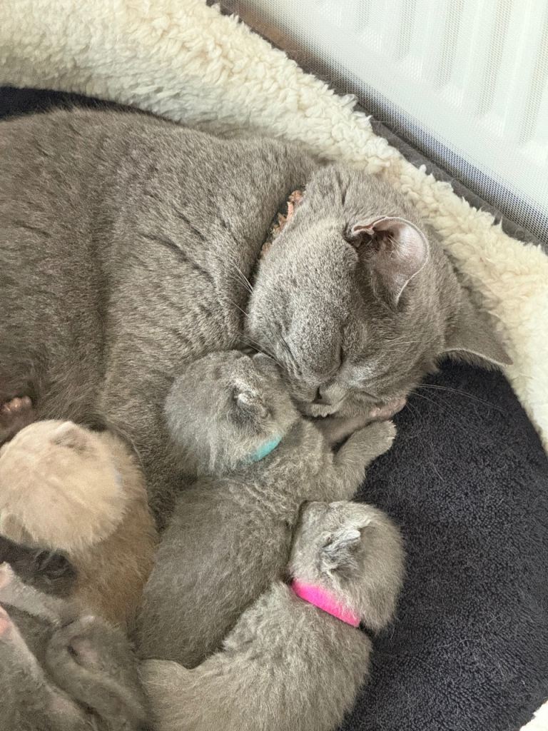 British shorthair kittens 