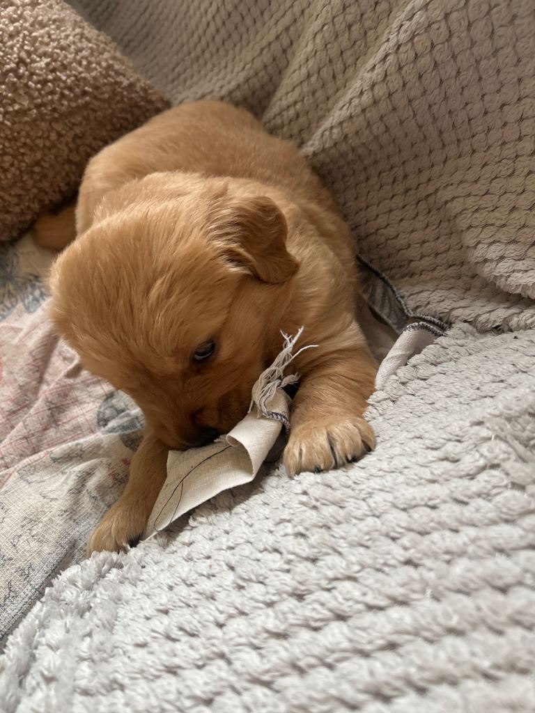 Golden retriever puppies