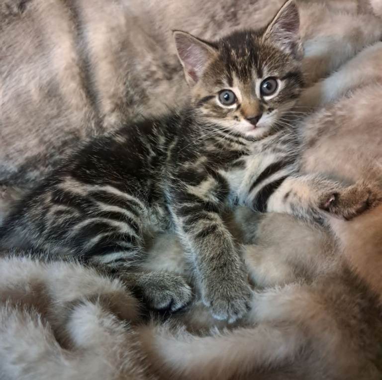 Kittens-all reserved 