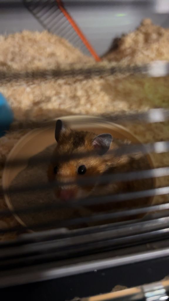 Hamster 