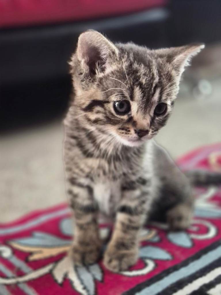 Kitten tabby male