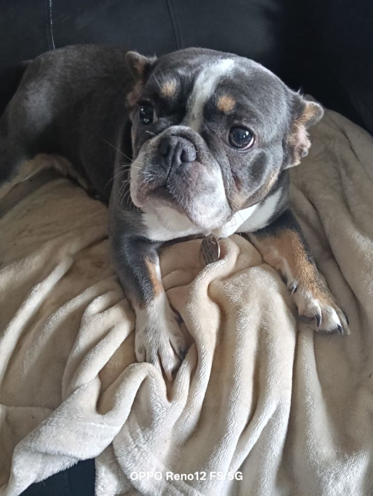 Female frenchie Black with black and brown markings