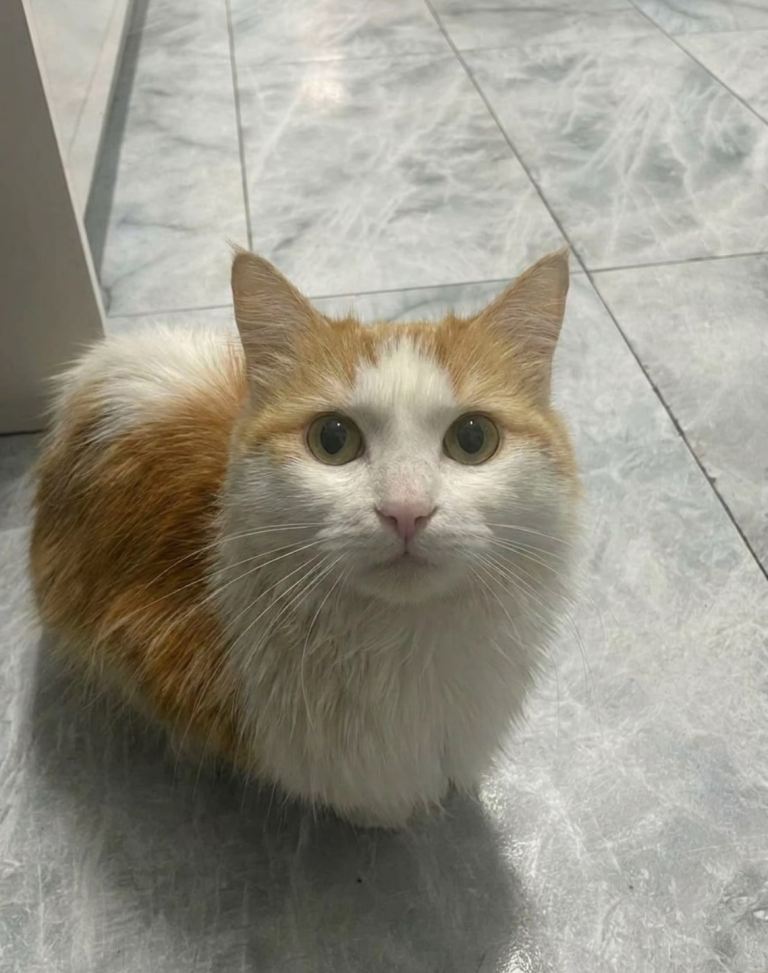 ginger Norwegian forest cat
