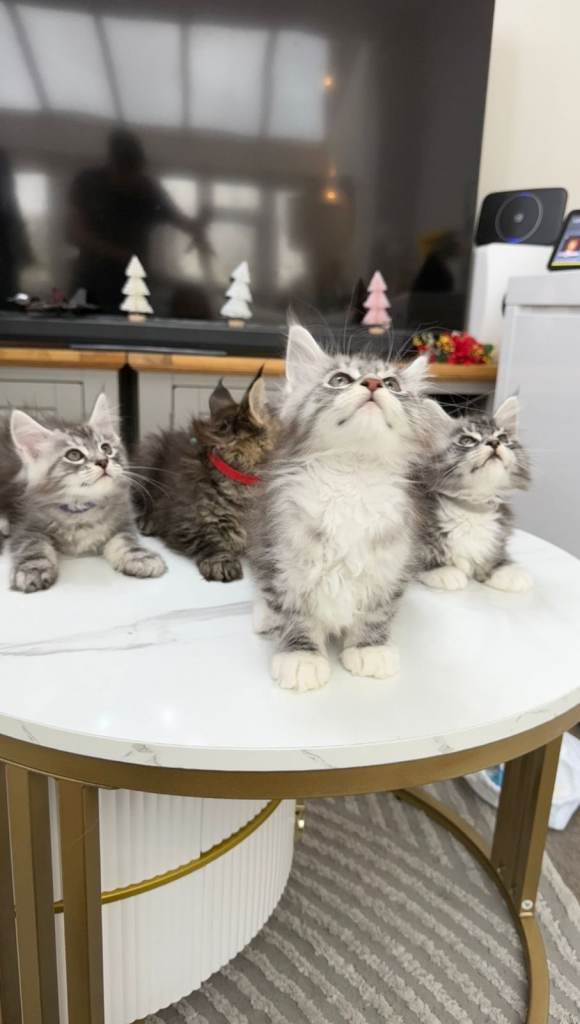 (Only TWO LEFT) Purebred Maine Coon Kittn girls
