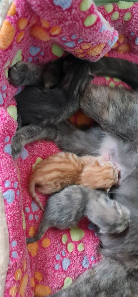 2 kittens ready to rehome 