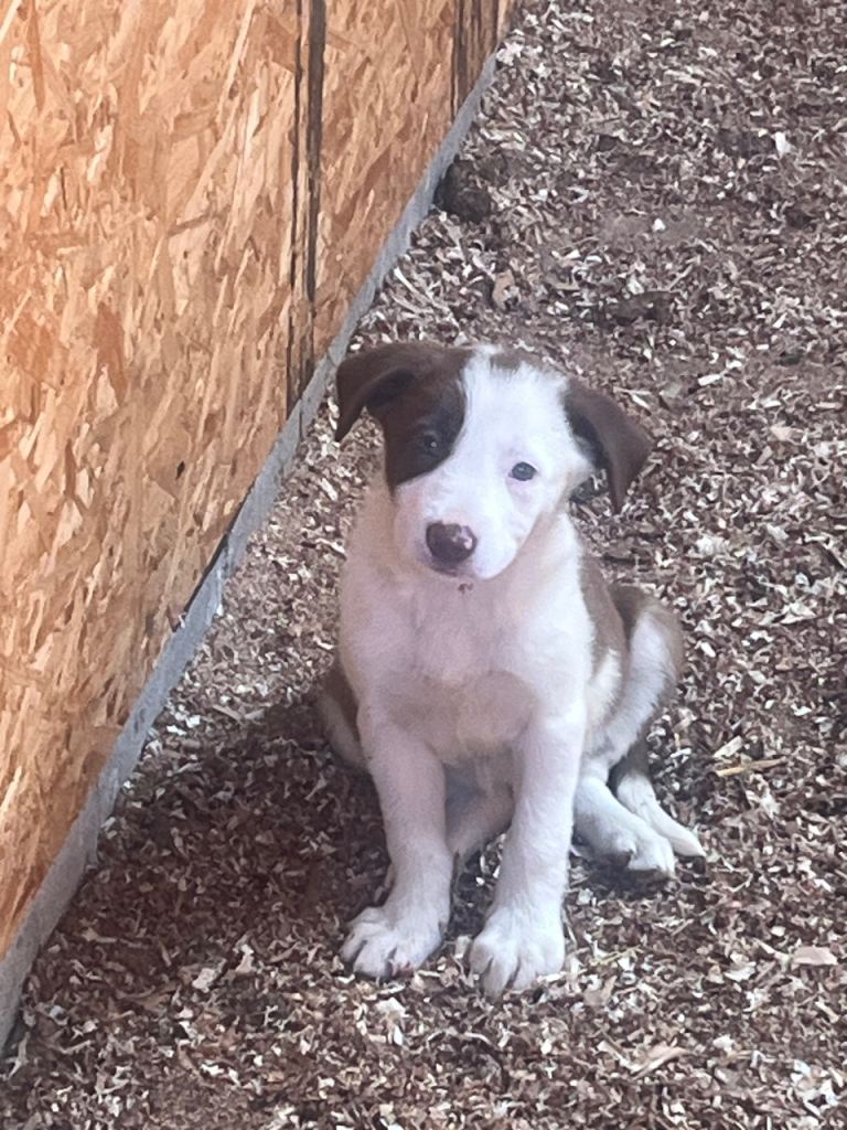 Border collie puppies 