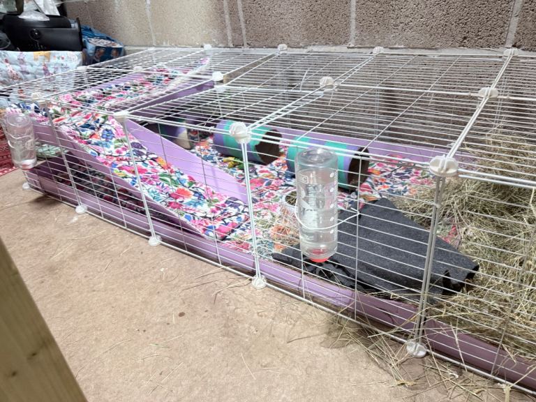 Rodent cages and assessories 
