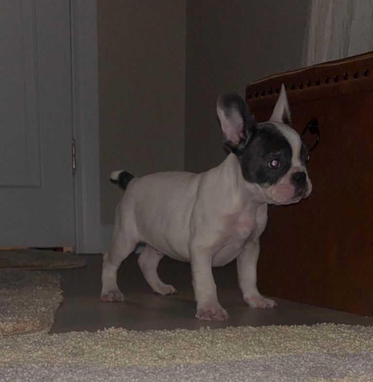 French bulldog pup