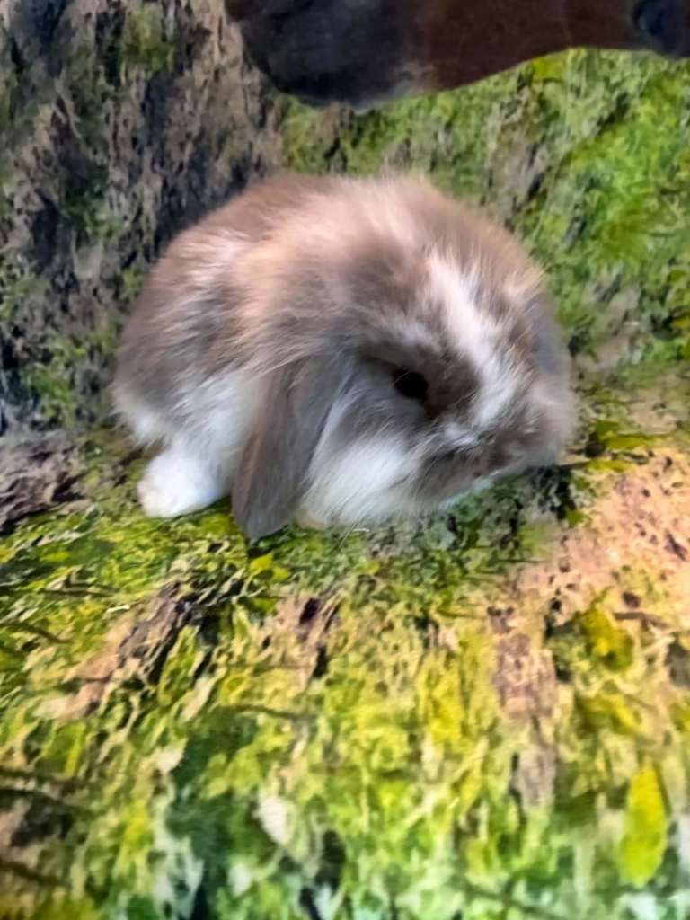 Beautiful Mini Lop Baby Rabbits