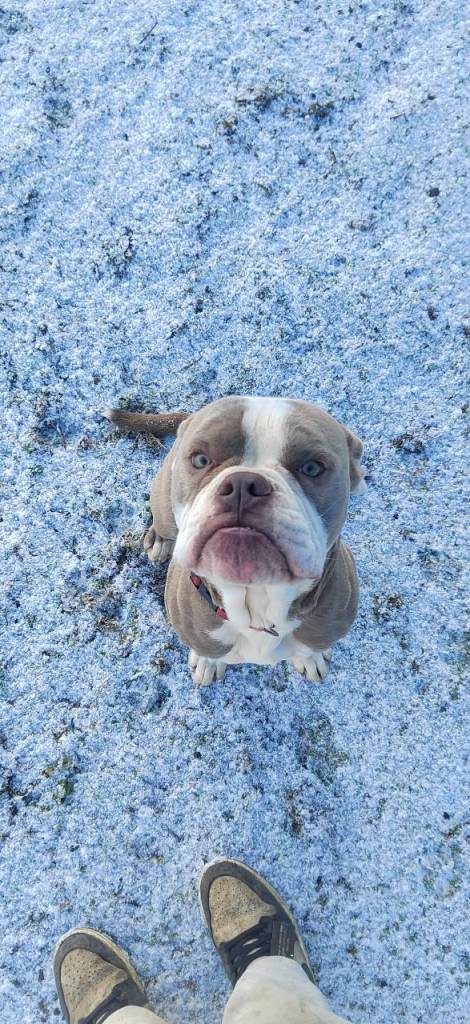 Old English bulldog Dexter