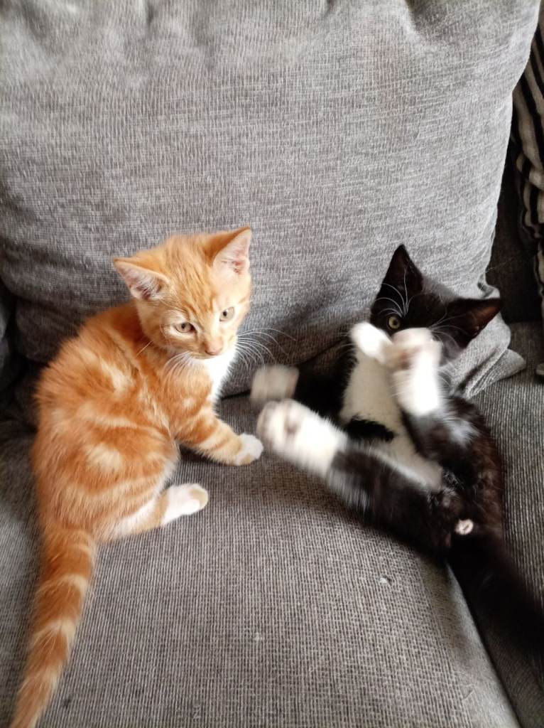 Hello i am selling my 2 kittens 