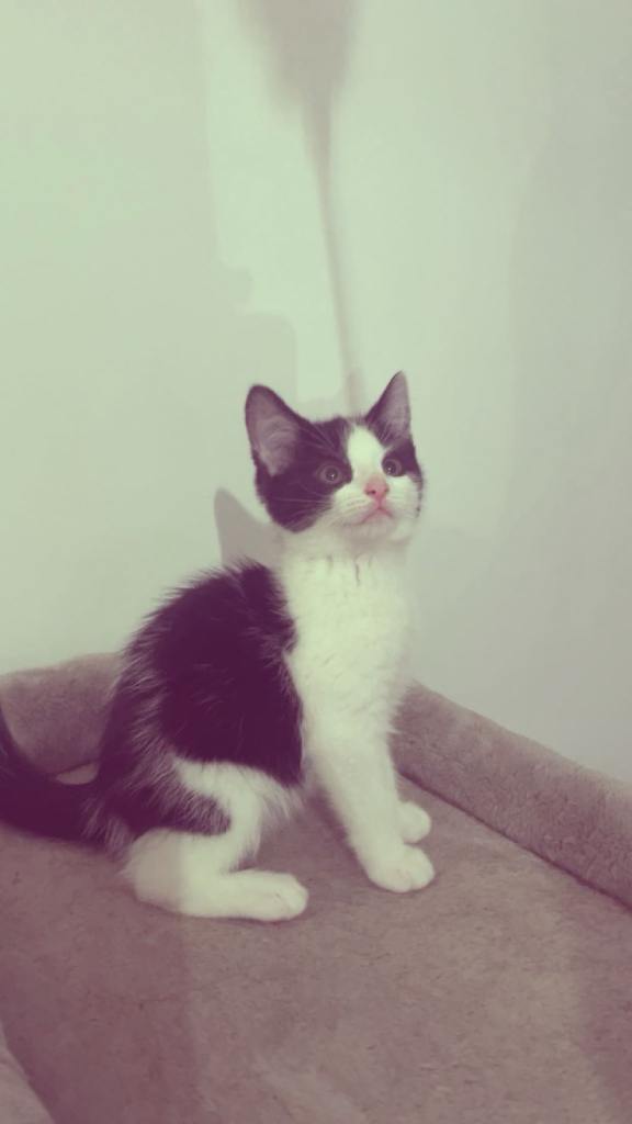 Black and white boy kitten 