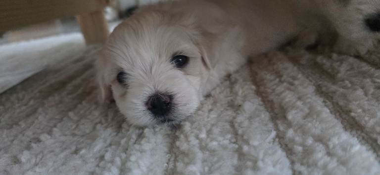 Maltese 