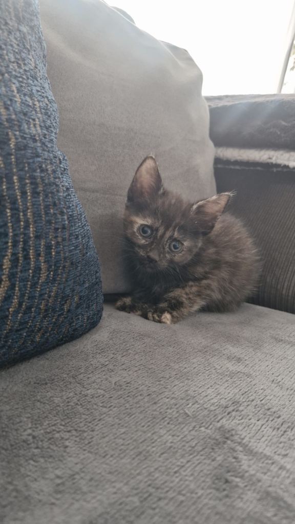 Bengal domestic kittens 