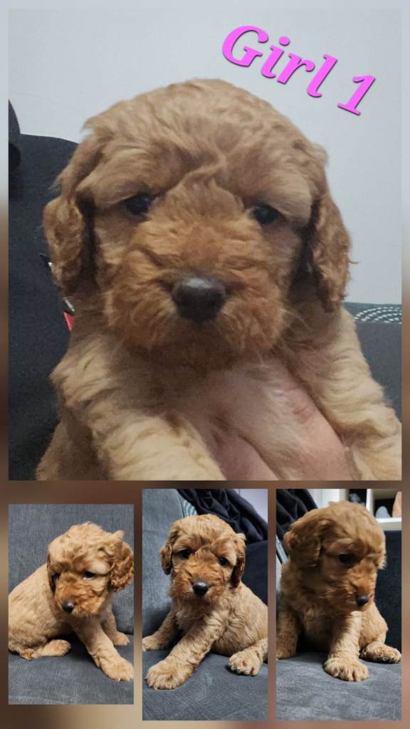 🩷 Only 3 Girls Left 🩷 Cockapoo puppies 🩷