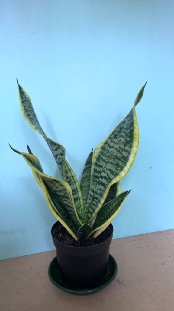 image for Big Sansevieria Trifasciata Laurentii - Variegated Snake Plant (Mother-in-law),