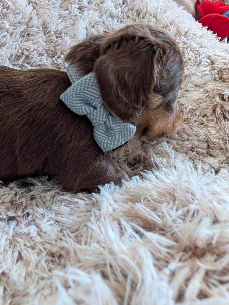 KC chocolate and cream boy LH