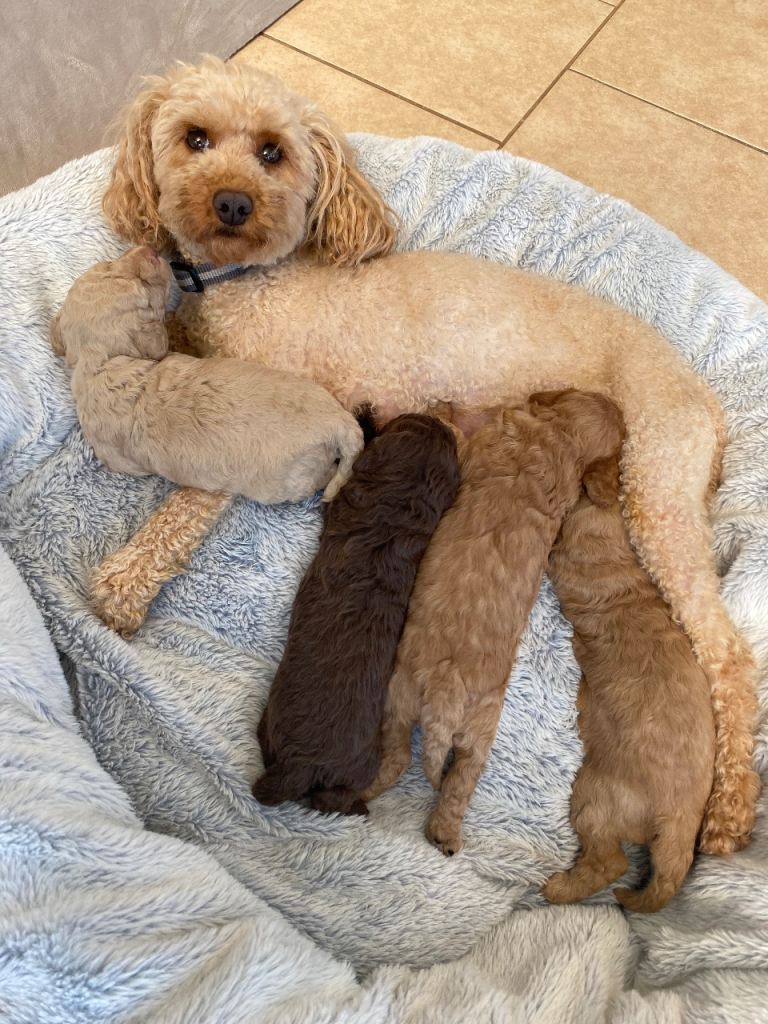 Cavapoo puppies