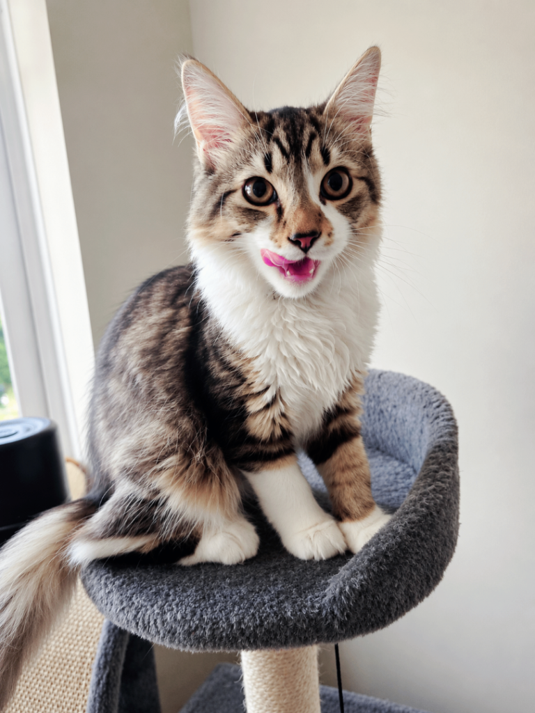 Beautiful Kitten
