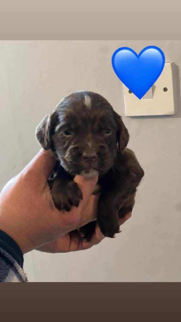 Sprocker spaniel puppies 