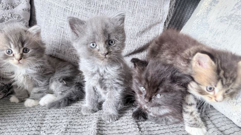 Long hair kittens 